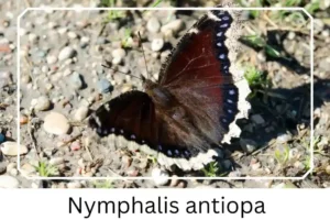 Nymphalis antiopa