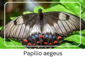 Papilio aegeu