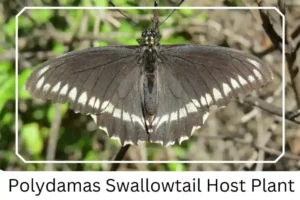 Polydamas Swallowtail Host Plant