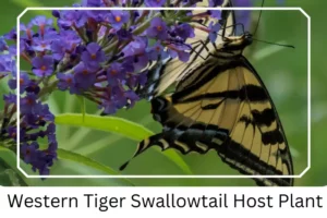 Western Tiger Swallowtail Host Plant