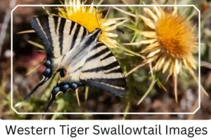 Western Tiger Swallowtail Images