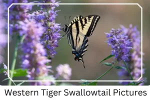 Western Tiger Swallowtail Pictures