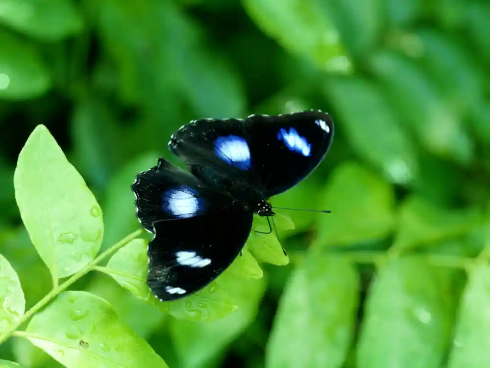 Blue Moon Butterfly