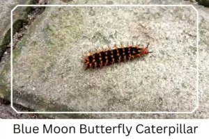 Blue Moon Butterfly Caterpillar