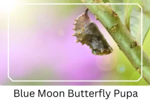 Blue Moon Butterfly Pupa