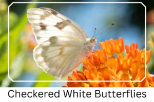 Checkered White Butterflies