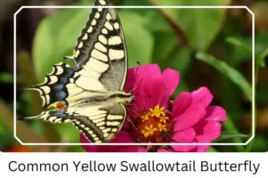 Common Yellow Swallowtail Butterfly