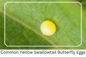 Common Yellow Swallowtail Butterfly Eggs