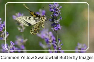 Common Yellow Swallowtail Butterfly Images
