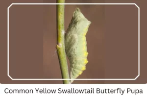Common Yellow Swallowtail Butterfly Pupa