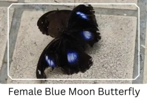 Female Blue Moon Butterfly