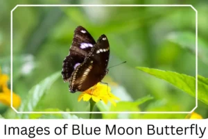 Images of Blue Moon Butterfly