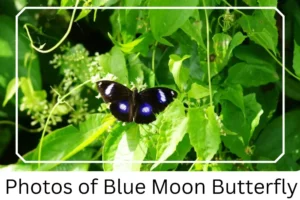 Photos of Blue Moon Butterfly