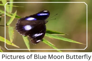 Pictures of Blue Moon Butterfly