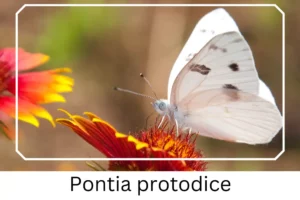 Pontia protodice
