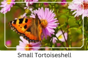 Small Tortoiseshell