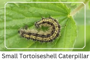 Small Tortoiseshell Caterpillar
