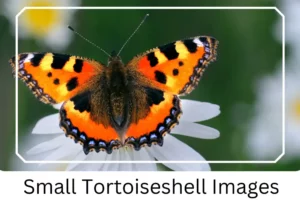 Small Tortoiseshell Images