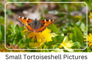 Small Tortoiseshell Pictures