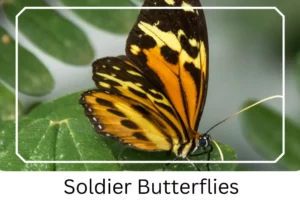 Soldier Butterflies