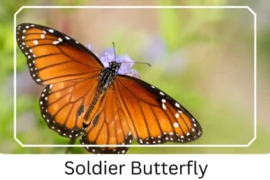 Soldier Butterfly