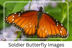 Soldier Butterfly Images