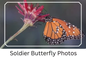Soldier Butterfly Photos