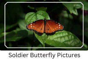Soldier Butterfly Pictures