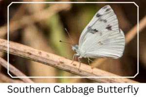 Southern Cabbage Butterfly