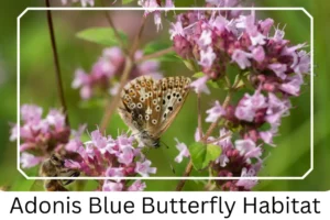 Adonis Blue Butterfly Habitat