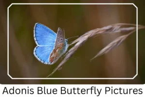 Adonis Blue Butterfly Pictures