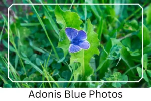 Adonis Blue Photos