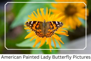 American Painted Lady Butterfly Pictures