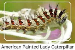 American Painted Lady Caterpillar