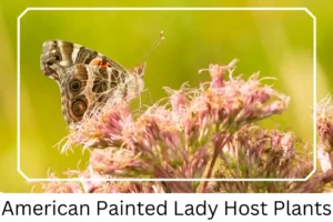 American Painted Lady Host Plants