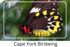Cape York Birdwing