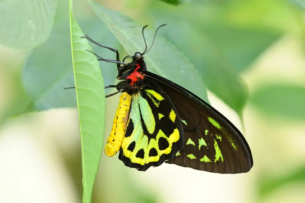 Common Green Birdwing Butterfly