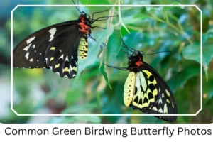 Common Green Birdwing Butterfly Photos