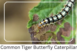 Common Tiger Butterfly Caterpillar