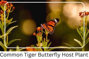 Common Tiger Butterfly Host Plant