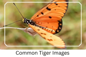 Common Tiger Images