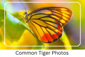 Common Tiger Photos