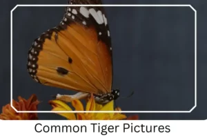 Common Tiger Pictures
