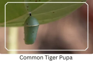 Common Tiger Pupa