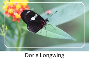 Doris Longwing