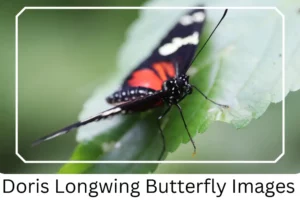 Doris Longwing Butterfly Images