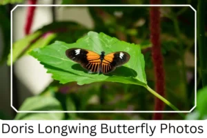 Doris Longwing Butterfly Photos