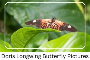 Doris Longwing Butterfly Pictures