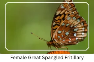 Female Great Spangled Fritillary