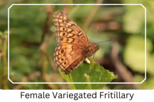 Female Variegated Fritillary
